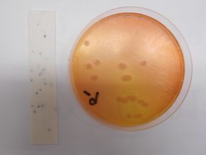 黄色ブドウ球菌 1cfu/g～3×10cfu/g未満